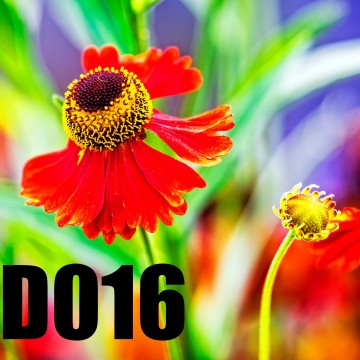 Colorfullworlddubbel16