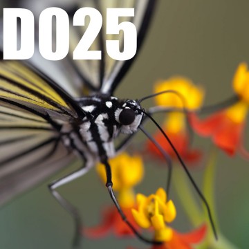 Colorfullworlddubbel25