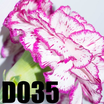 Colorfullworlddubbel35