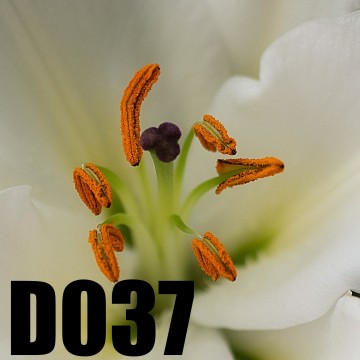 Colorfullworlddubbel37