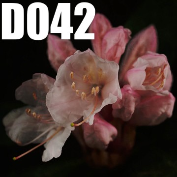 Colorfullworlddubbel42