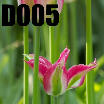 Colorfullworlddubbel5