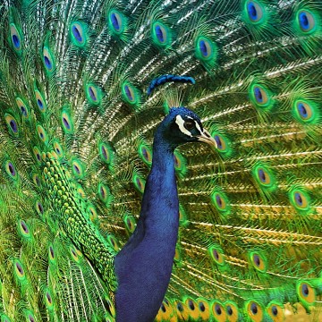 Colorfullworldenkelkaart1 7