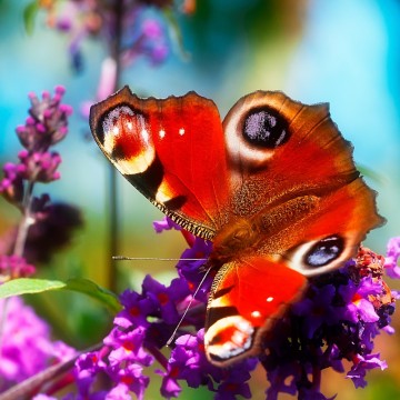 Colorfullworldenkelkaart1