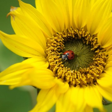 Colorfullworldenkelkaart4